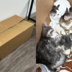 밖에 놓여있는 기다란 종이 상자 열었더니…고양이 가족이 바글바글