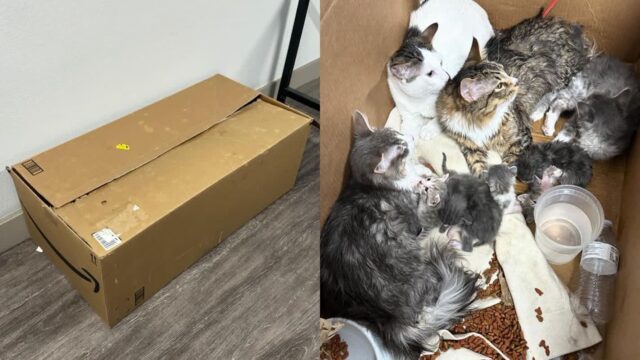 밖에 놓여있는 기다란 종이 상자 열었더니…고양이 가족이 바글바글