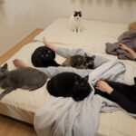 여름철 에어컨을 틀어도 너무 더웠던 이유, 고양이 ‘히터’가 5대나…
