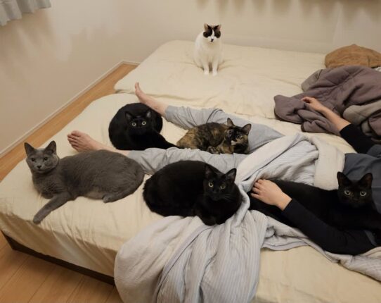 여름철 에어컨을 틀어도 너무 더웠던 이유, 고양이 ‘히터’가 5대나…