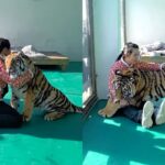 용맹함의 상징 ‘호랑이’의 반전 매력..’따끔한 주사 앞에선 아기’