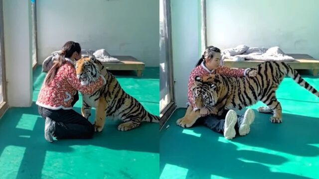 용맹함의 상징 ‘호랑이’의 반전 매력..’따끔한 주사 앞에선 아기’