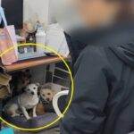 동물권단체 ‘카라’ 노조 “입양·구조 총괄 관리자, 10년간 학대 저질러”…충격 주장 제기돼
