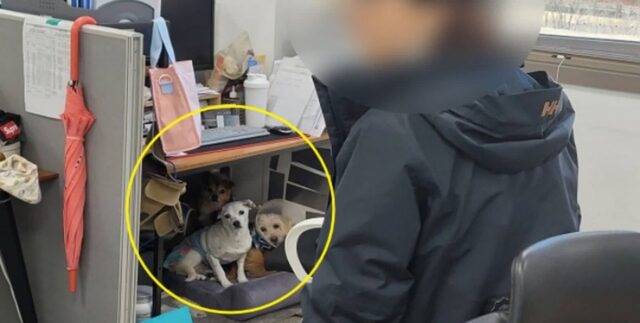 동물권단체 ‘카라’ 노조 “입양·구조 총괄 관리자, 10년간 학대 저질러”…충격 주장 제기돼