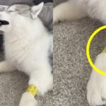 표정만 보면 수술한 줄..아프다고 눈 질끈 감은 허스키 식 ‘헐리우드 연기’