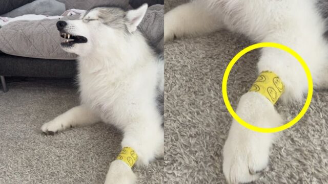 표정만 보면 수술한 줄..아프다고 눈 질끈 감은 허스키 식 ‘헐리우드 연기’