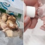 쓰레기봉투에 버려진 강아지들, 범인 붙잡혔다…“몸이 아파서 못키워”