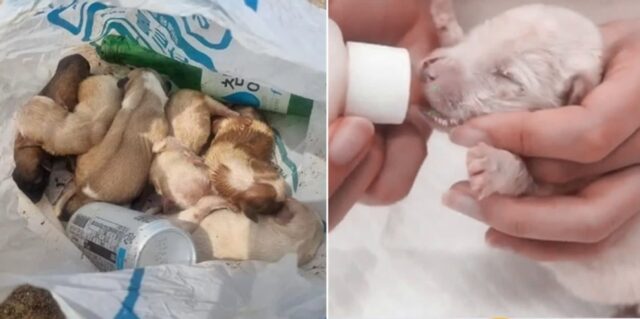 쓰레기봉투에 버려진 강아지들, 범인 붙잡혔다…“몸이 아파서 못키워”