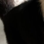 돌리고 또 돌리는 ‘꼬리콥터’의 천국…이색 반려동물 카페 2