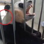 “푸바오 입 벌릴 때마다 목에 경련 일어나”…팬들 걱정 쏟아진 근황 영상