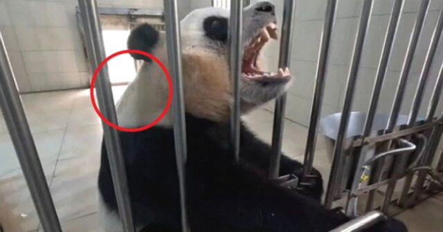 “푸바오 입 벌릴 때마다 목에 경련 일어나”…팬들 걱정 쏟아진 근황 영상