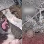 발에서 피 나는데도 미친 듯이 땅 파헤친 유기견…죽을 뻔한 새끼 고양이 살렸다 (영상)