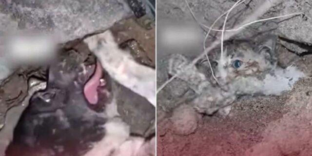 발에서 피 나는데도 미친 듯이 땅 파헤친 유기견…죽을 뻔한 새끼 고양이 살렸다 (영상)