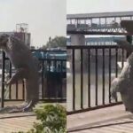 한낮에 출몰한 3m짜리 ‘빅사이즈’ 악어…살벌한 얼굴로 ‘돌발 행동’