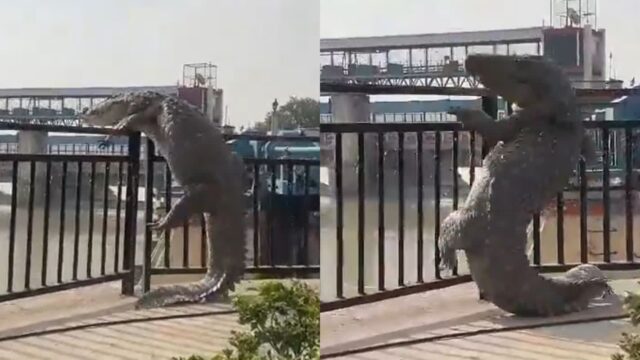 한낮에 출몰한 3m짜리 ‘빅사이즈’ 악어…살벌한 얼굴로 ‘돌발 행동’