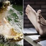 산책갔다 실종된 60대 여성… 악어 입에서 ‘시신’으로 발견됐다