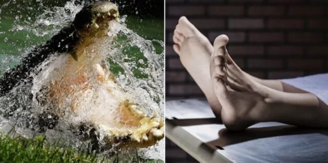 산책갔다 실종된 60대 여성… 악어 입에서 ‘시신’으로 발견됐다