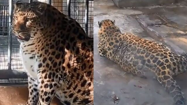 동물원에서 ‘뚱냥이’된 표범..결국 다이어트 실패하고 행복한 노후 보내기로