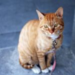 고속도로에 빨간 목줄 매고 누워있는 고양이, 구해주려 했더니 차에 뛰어들어 ‘패닉’