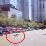 “강남 8차선 도로 위험천만하게 헤매고 다니는 아기 사슴 구해주세요” (영상)