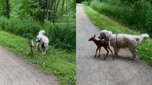 산책길에 아기 사슴을 만난 리트리버 ‘디즈니 한 장면 같아’