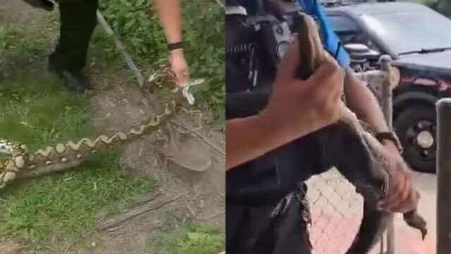 집에 침입한 ‘뱀’ 잡고 학교에서 ‘악어’까지 포획..극한 현장의 경찰