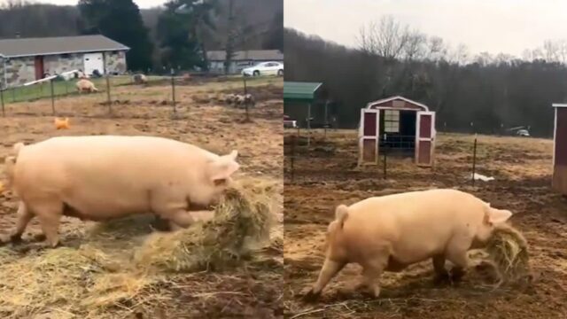 점심시간에 ‘맘마’ 물고 어디론가 가는 돼지 따라갔더니…’뭉클’
