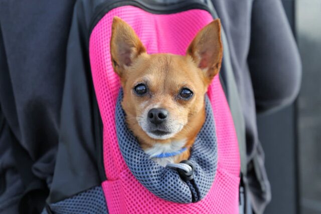 주유소에서 발견된 캐리어 가방 열었는데…’아픈 강아지가 숨 새근새근’