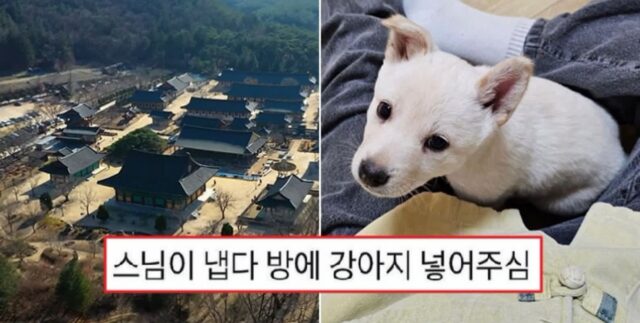 “템플스테이 왔는데 스님이 ‘시고르자브종’ 강아지 넣어줬어요”… 복지 미쳐버린 절