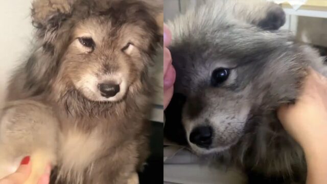 미용실에서 세 번이나 목욕 당하고 억울했던 강아지 ‘나 원래 회색이라고!’