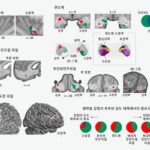 기초연, 통증과 쾌락의 뇌 속 ‘교차점’ 발견