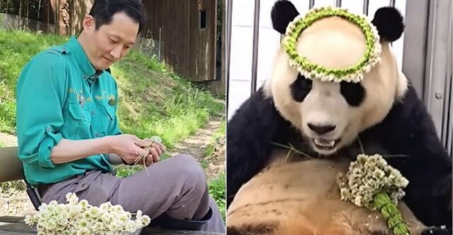 “작은 할부지가 만든 화관 생각나요”…중국 야외 방사장 나오자마자 토끼풀 냄새 맡는 푸바오