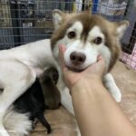 임신한 몸으로 학대당한 허스키, 새 주인 만나 삼둥이 출산 ‘엄마의 힘’