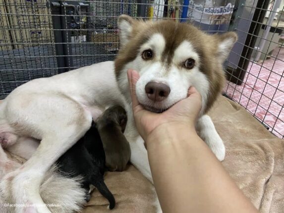 임신한 몸으로 학대당한 허스키, 새 주인 만나 삼둥이 출산 ‘엄마의 힘’