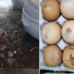 음식이 아니라 쓰레기였네…불시 단속에 딱걸린 ‘부산 유명 맛집’ 주방 수준 (사진)