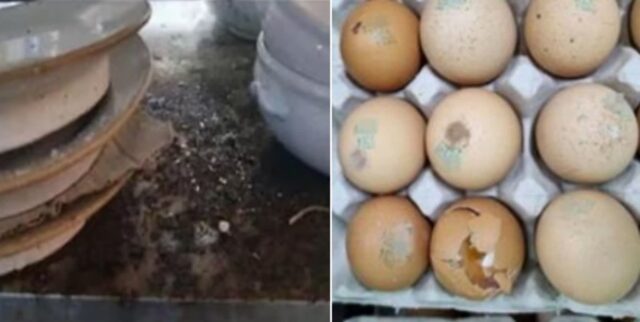 음식이 아니라 쓰레기였네…불시 단속에 딱걸린 ‘부산 유명 맛집’ 주방 수준 (사진)
