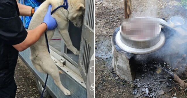 “한 마리는 이미 가마솥에”…보신탕 해 먹으려고 키우던 ‘백구’ 도살한 60대