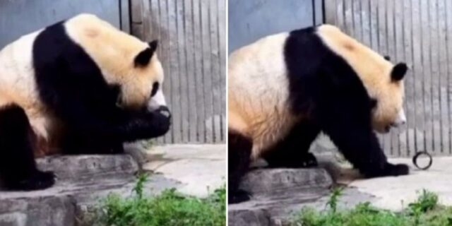 “그건 먹으면 큰일 나”…공개 사흘만에 갑자기 관람 중단된 푸바오 (영상)
