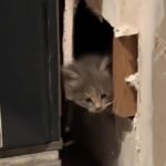 “고양이 자판기 같아요”…가정집 벽에서 고양이 다섯 마리 구조돼