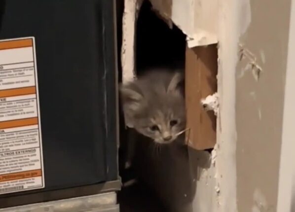 “고양이 자판기 같아요”…가정집 벽에서 고양이 다섯 마리 구조돼