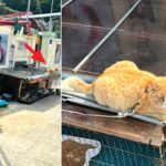 길냥이 목줄에 묶은 뒤 돈 받고 먹이 주기 체험하는 전남 고흥군 ‘고양이섬’ 주민