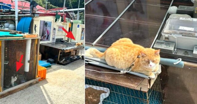 길냥이 목줄에 묶은 뒤 돈 받고 먹이 주기 체험하는 전남 고흥군 ‘고양이섬’ 주민