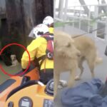 산책 중 강 아래로 떨어진 강아지 무사 구조…’벽 잡고 버텨’