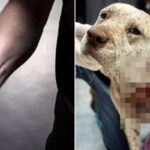 “엄마·아빠 내가 지킨다개”…괴한이 휘두르는 흉기에 찔려가면서도 가족 보호한 반려견