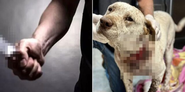 “엄마·아빠 내가 지킨다개”…괴한이 휘두르는 흉기에 찔려가면서도 가족 보호한 반려견