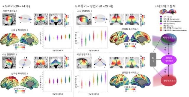 IBS, 시상·대뇌피질 연결성이 두뇌 발달에 미치는 영향 규명