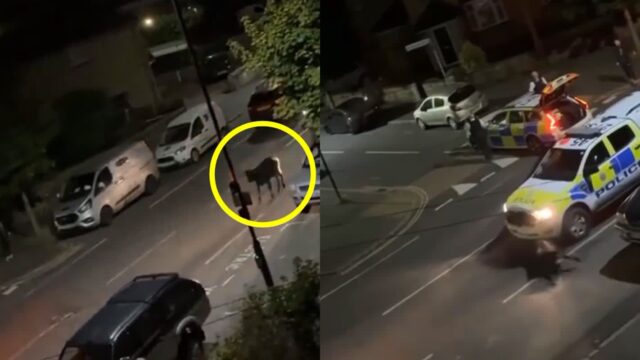 탈출한 송아지 잡겠다고 경찰차로 들이받아 논란..”역겹다”