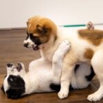 尹 부부 선물받은 투르크 국견 ‘알라바이’, 대통령 관저로