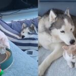 고양이 새끼 때만 좋아하고 나이 들면 관심 없는 허스키..’사랑의 유통기한 끝?’
