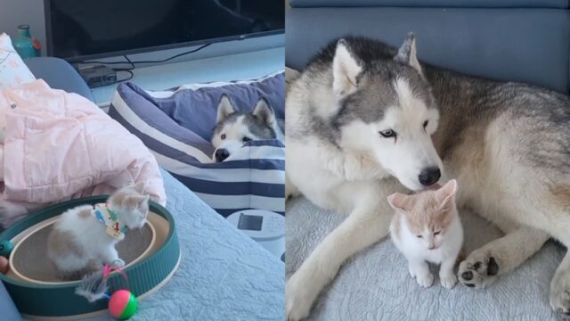 고양이 새끼 때만 좋아하고 나이 들면 관심 없는 허스키..’사랑의 유통기한 끝?’